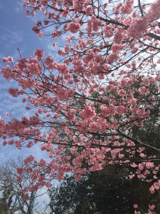 松山城の桜☆
